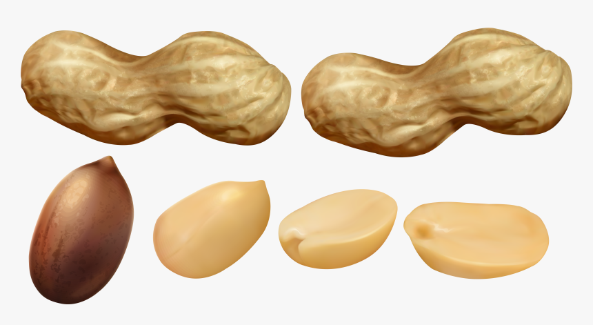 Nuts Clipart Legume - Peanuts Clipart, HD Png Download, Free Download