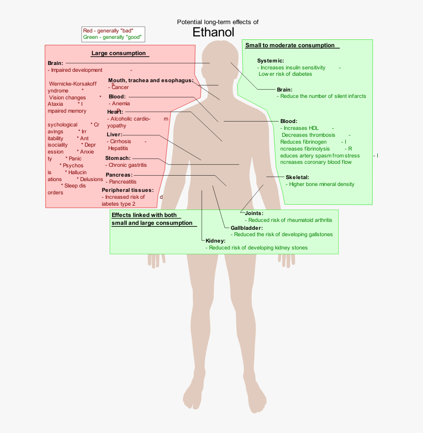 Possible Long-term Effects Of Ethanol - Long Term Effects Of Alcohol, HD Png Download, Free Download