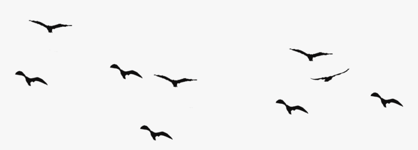 Bird Flight Swallow Silhouette Drawing - Birds, HD Png Download, Free Download