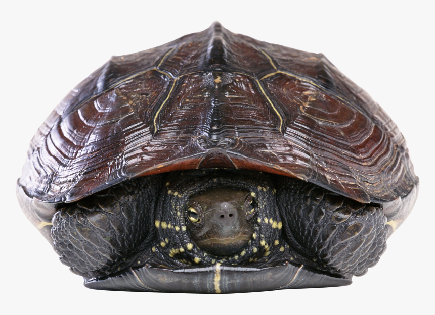 Turtle Png - Turtle, Transparent Png, Free Download