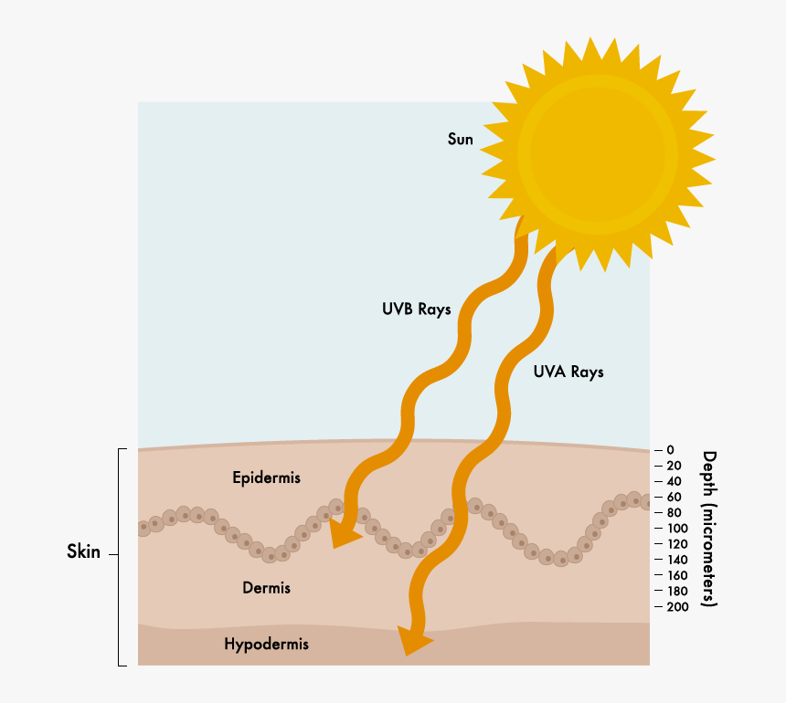 Uv Radiation Causing Cancer, HD Png Download, Free Download