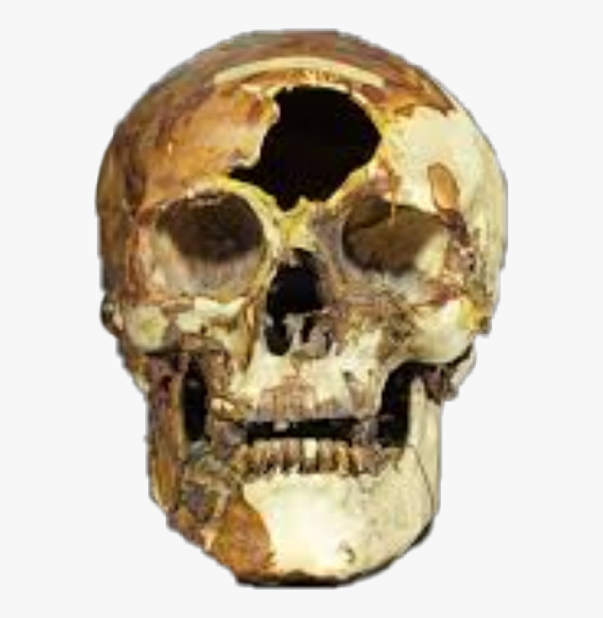 Transparent Skull And Bones Png - Skull, Png Download, Free Download
