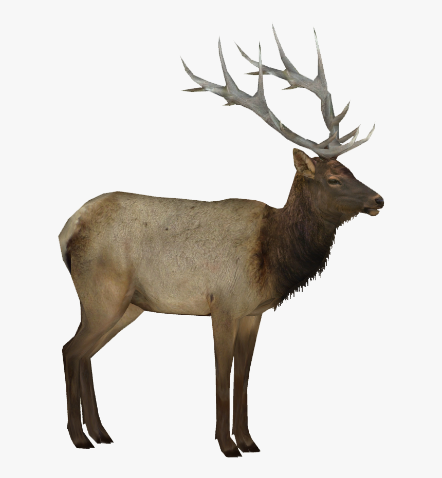 Moose, Elk Png - Elk Png, Transparent Png, Free Download