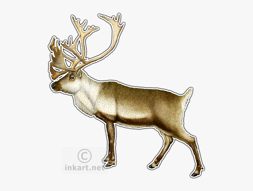 Elk Clipart Caribou - Drawing, HD Png Download, Free Download