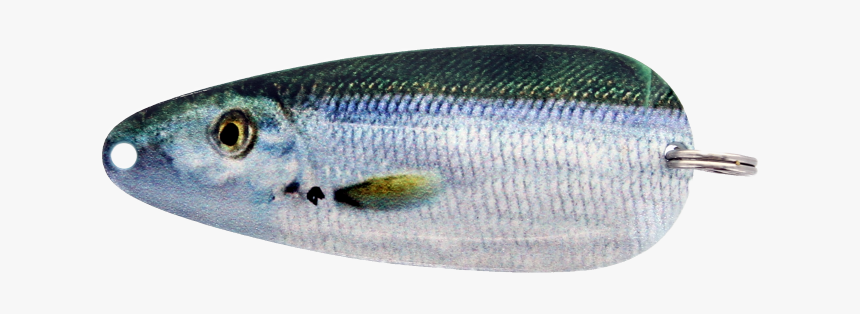 Sardine, HD Png Download, Free Download