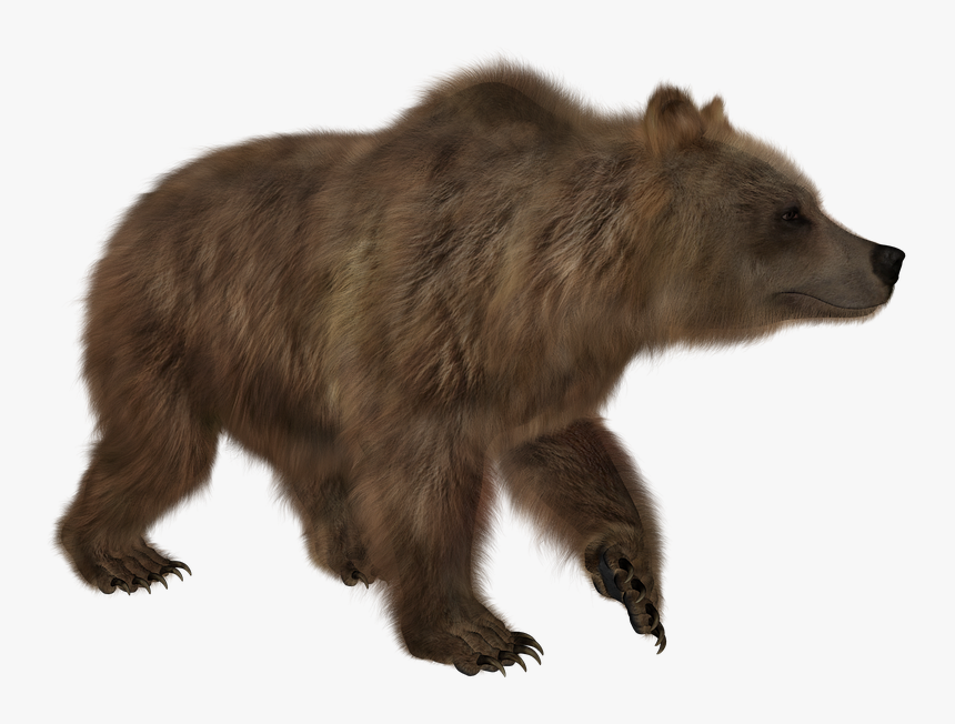 Grizzly Bear, HD Png Download, Free Download