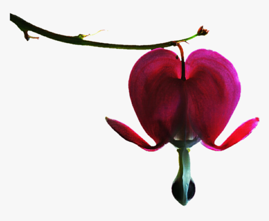 Bleeding Heart Png - Bleeding Heart Flower Png, Transparent Png, Free Download