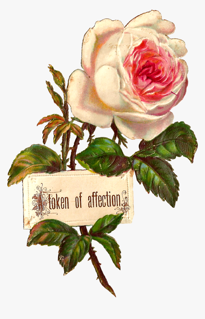Rose White Label Design Printable - Rose Illustration Botanical, HD Png Download, Free Download