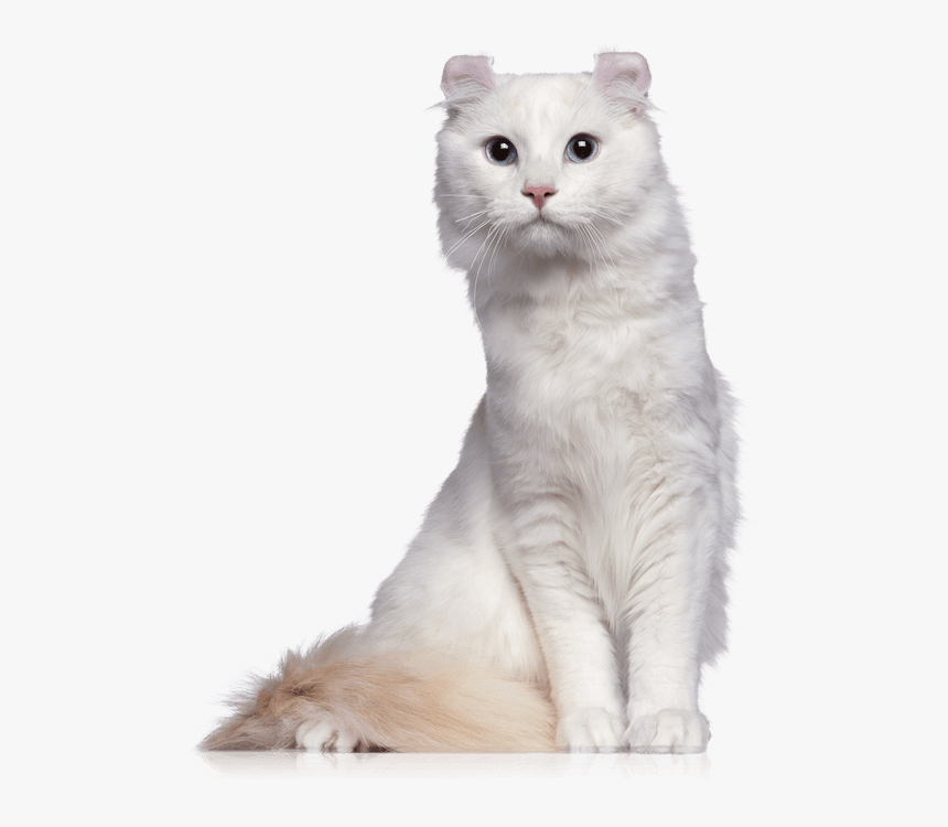 American Curl Transparent , Png Download - Gatto American Curl Bianco, Png Download, Free Download