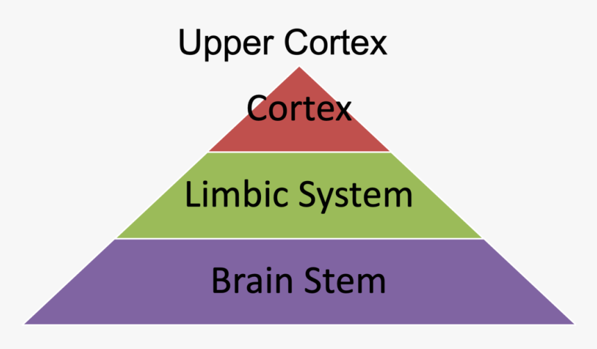 Brain Structure - Strategic Tactical And Operational Levels, HD Png Download, Free Download