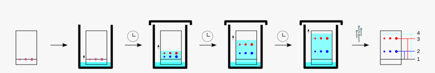 Thin Layer Chromatography In Detection Of Drugs, HD Png Download, Free Download