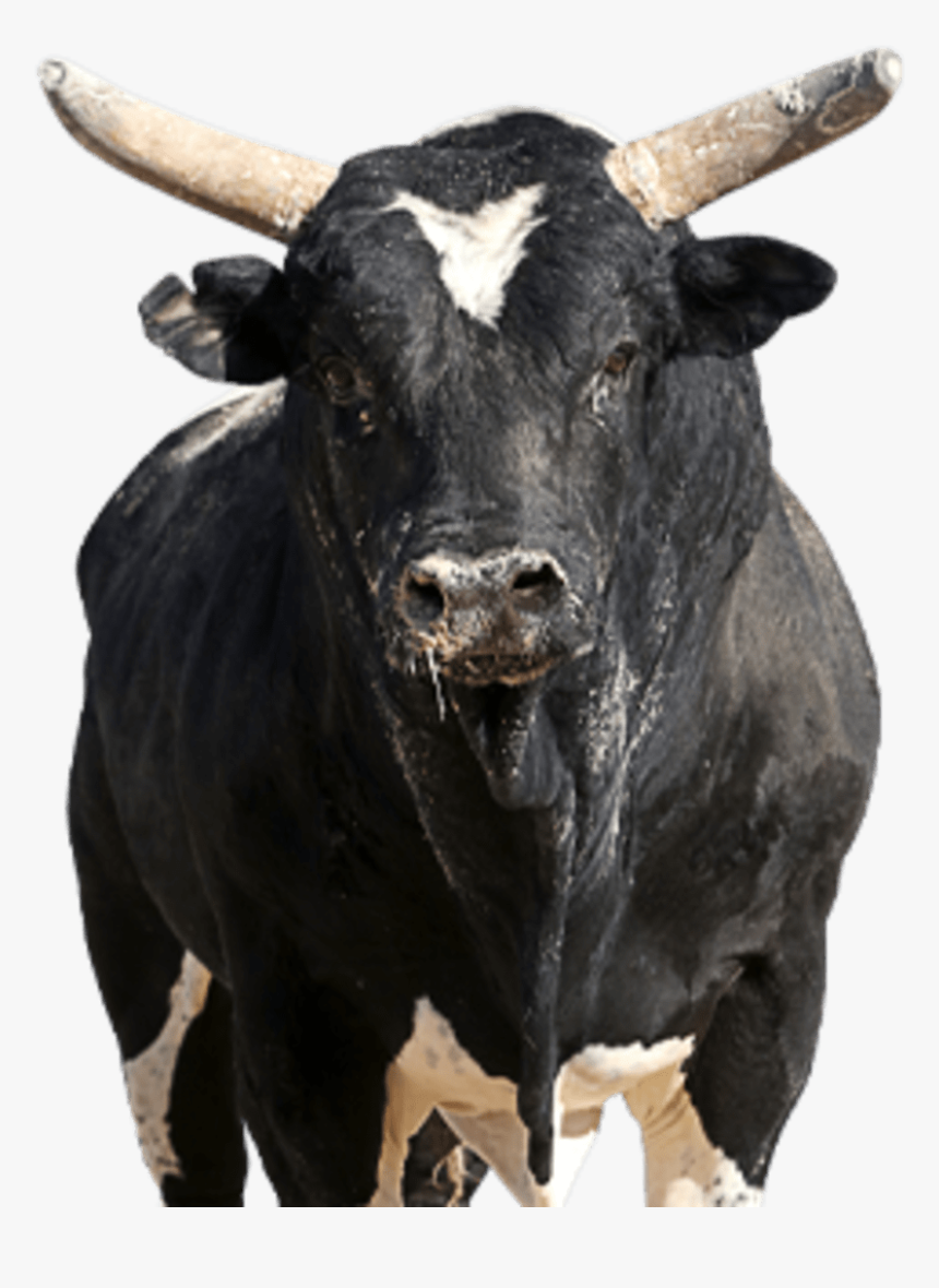 Pbr Bull Spotted Demon, HD Png Download, Free Download