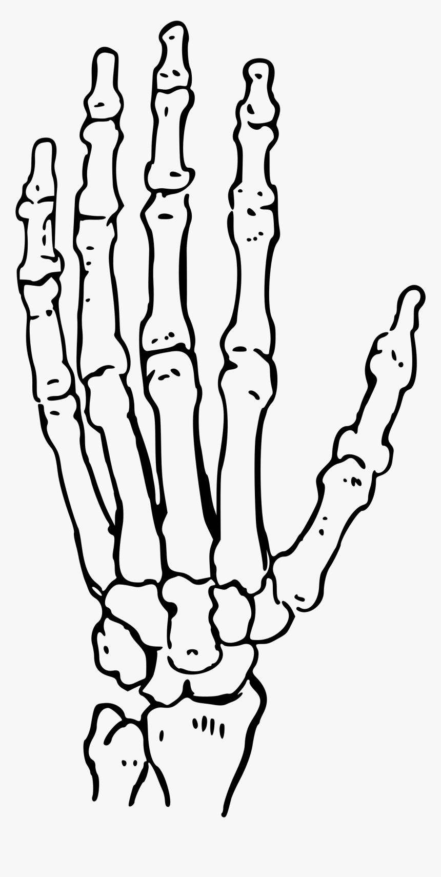 Bones Of The Hand Big Image Png - Human Hand Skeleton Drawing, Transparent Png, Free Download