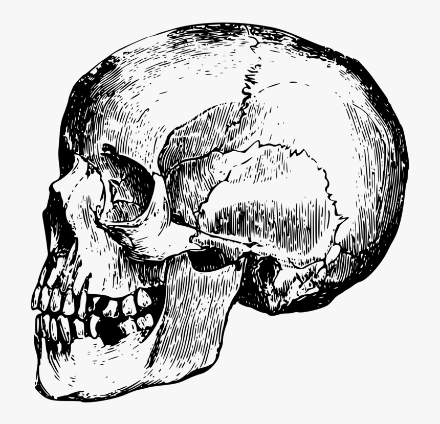 Head,skull,monochrome Photography - Clip Art Skull Bones, HD Png Download, Free Download
