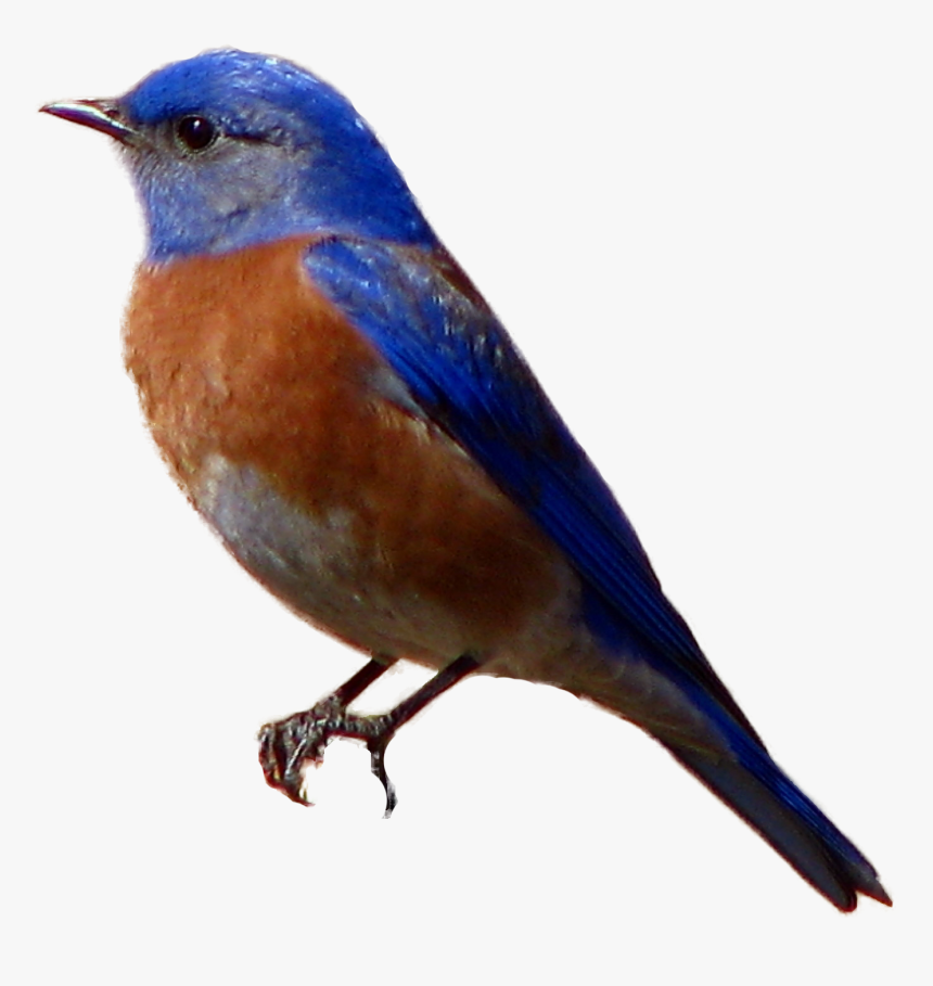 Brown-headed Cowbird Western Bluebird - Bird Sitting Transparent Background, HD Png Download, Free Download