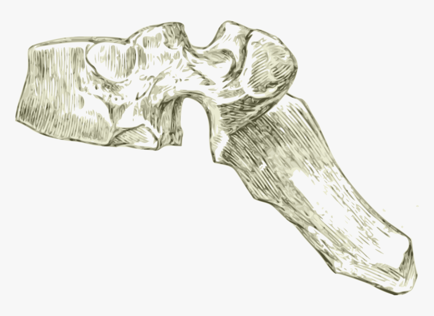 Bones Clipart Skeleton Foot - Thoracic Vertebra Line Drawing, HD Png Download, Free Download