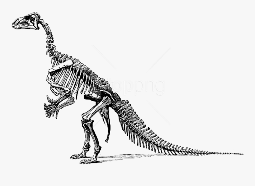 Transparent Skeleton Png - Dinosaurs Didn T Read Now They Re Extinct Poster, Png Download, Free Download
