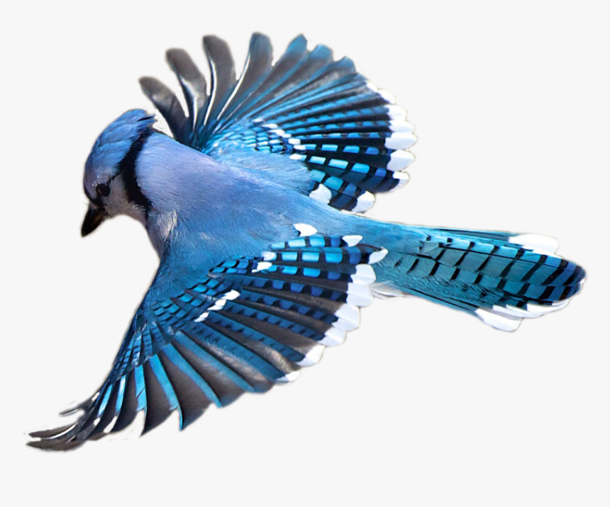 Birdwatching Flight Flying Bird Transprent Png Free - Blue Jay Bird Transparent, Png Download, Free Download