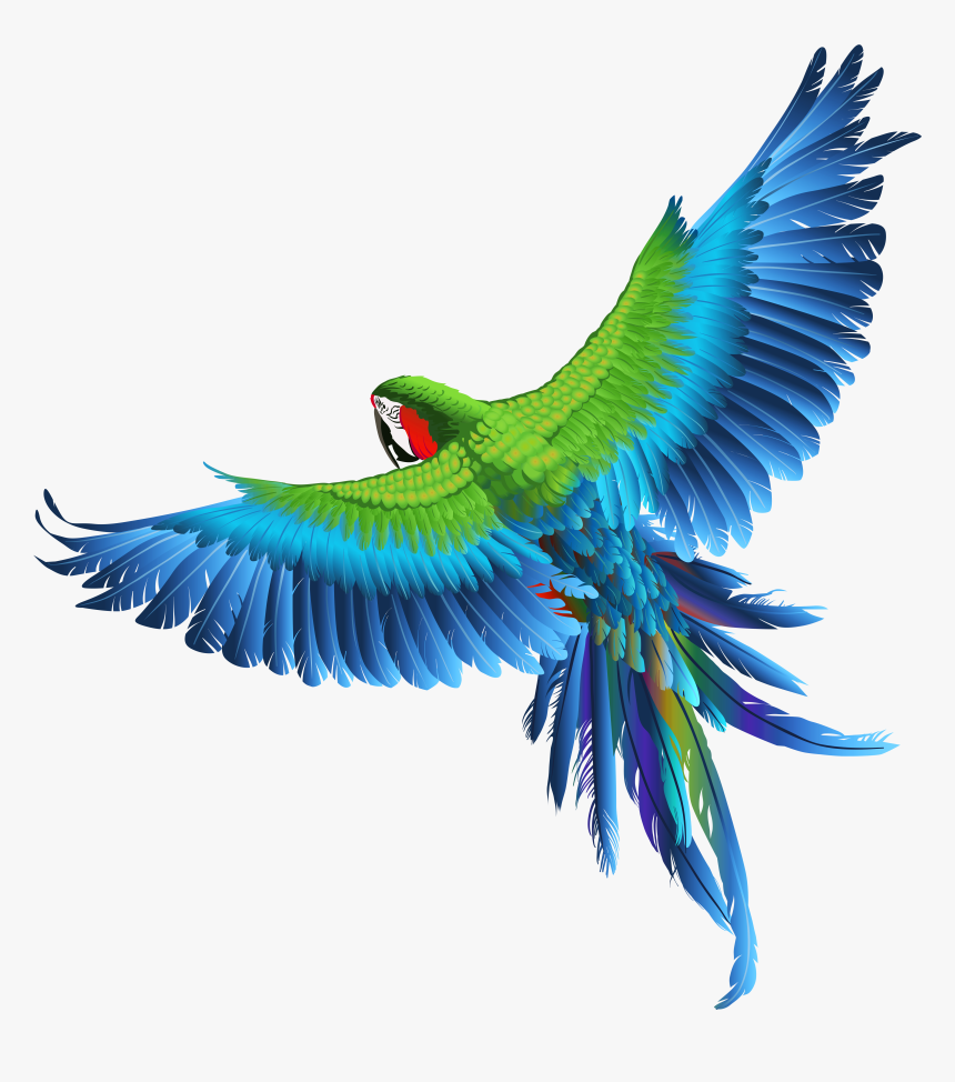 Transparent Parrot Clipart Picture - Transparent Background Bird Png Hd, Png Download, Free Download