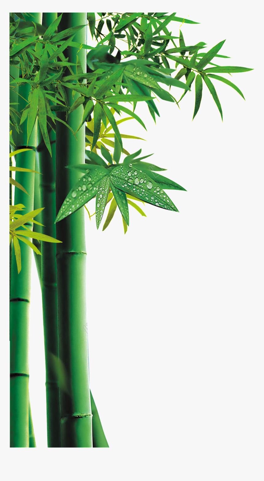 Transparent Forest Clipart - Bamboo Forest Bamboo Tree Cartoon, HD Png Download, Free Download
