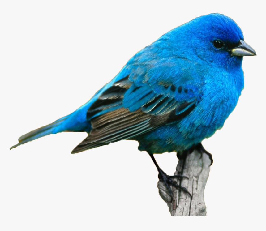 Name Color Meaning Personality Idea - Realistic Cute Bird Drawing, HD Png Download, Free Download