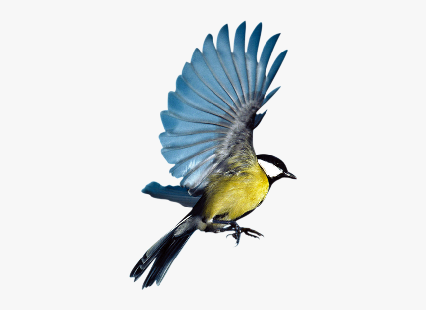 Bird Eurasian Magpie Flight Parrot - Blue Bird Transparent Background Flying, HD Png Download, Free Download