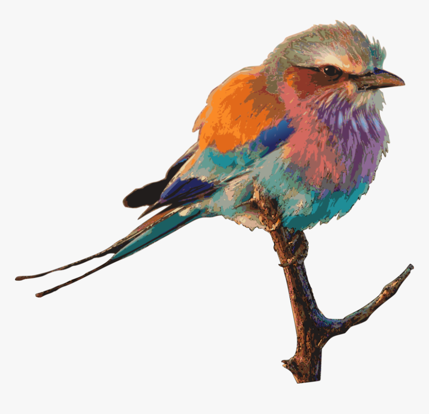 Transparent Nest Clipart - Beautiful Pretty Birds, HD Png Download, Free Download