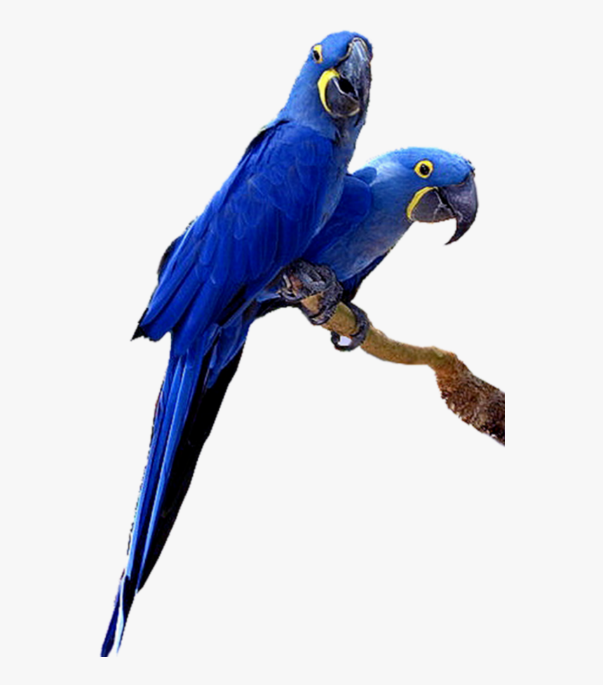 #mq #blue #birds #bird #flying #nature - Parrots With Transparent Background, HD Png Download, Free Download