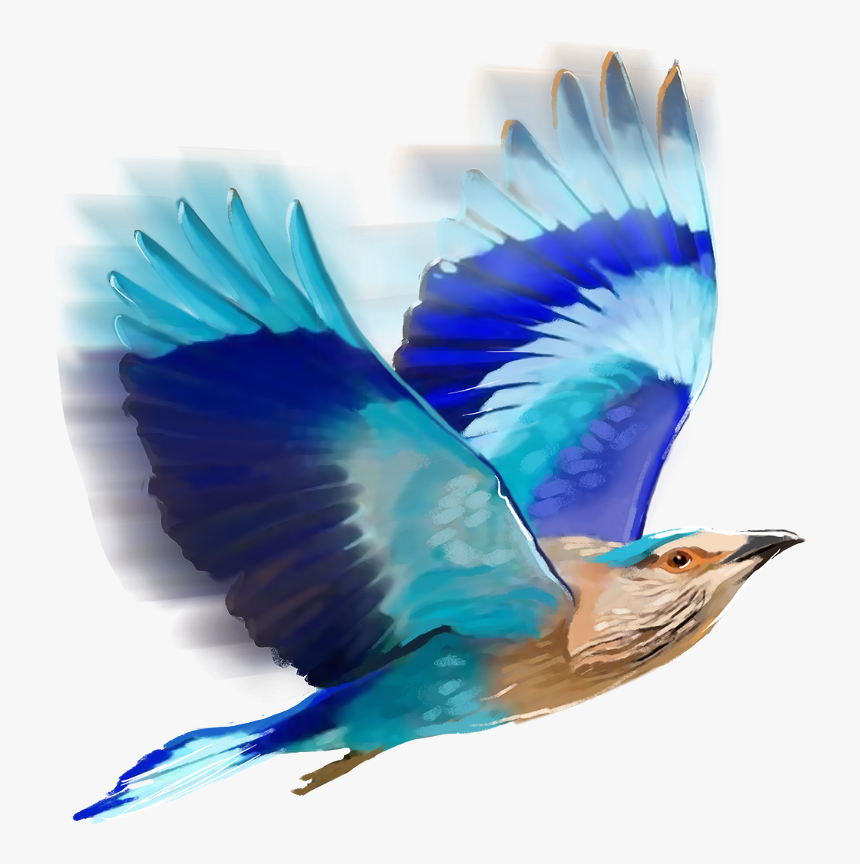 Birds Png Birds Editing - Bird Png For Editing, Transparent Png, Free Download