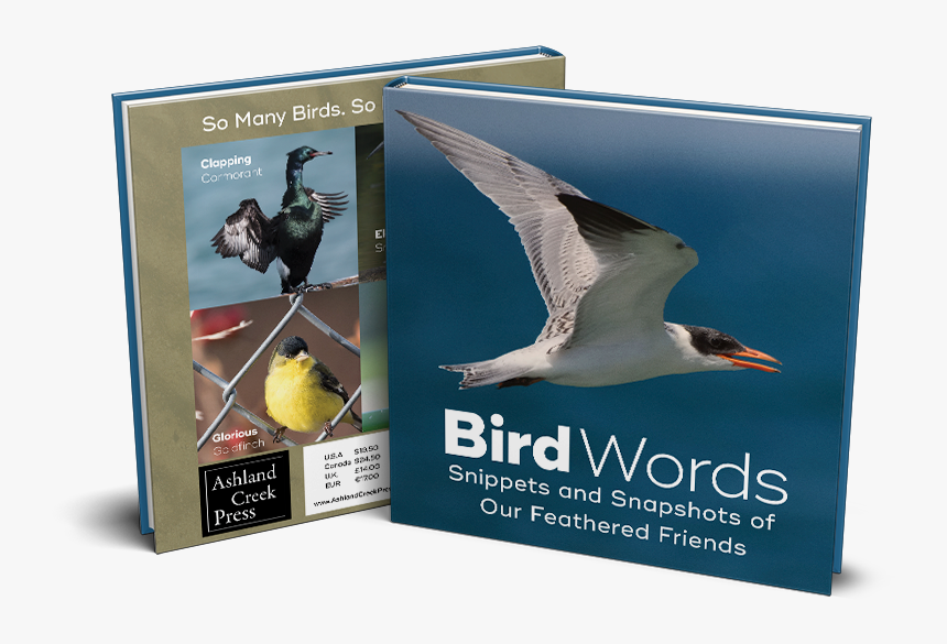 Cover Of Bird Words - European Herring Gull, HD Png Download, Free Download