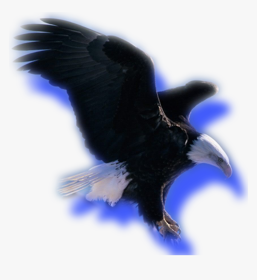 Crow, HD Png Download, Free Download