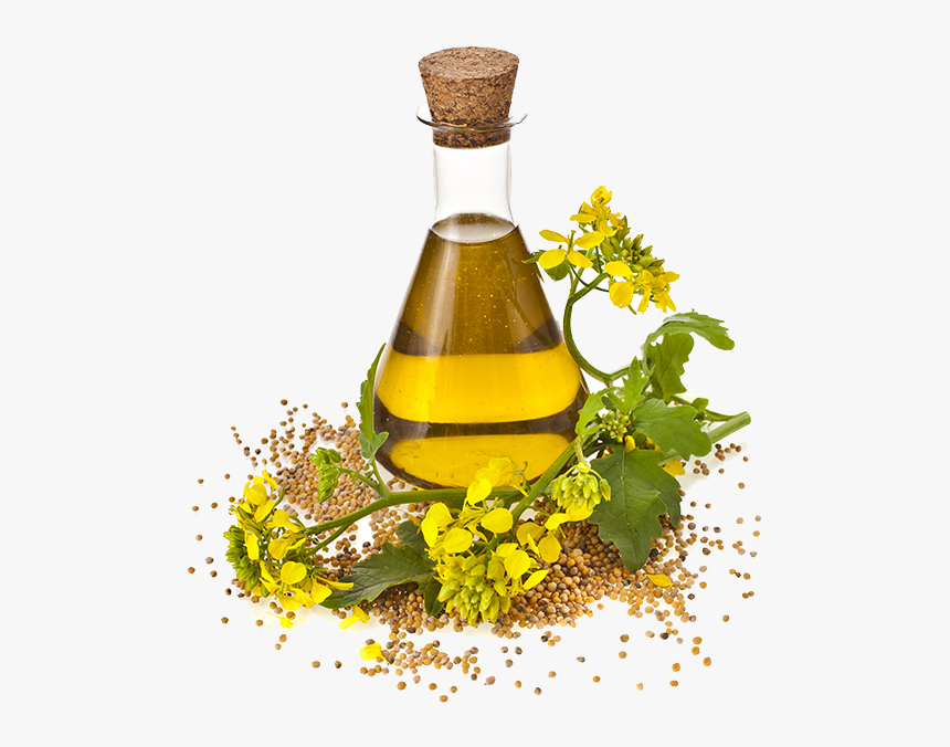 Oil Sunflower Canola Cooking Seed Rapeseed Oils Clipart - Mustard Oil Logo Png, Transparent Png, Free Download