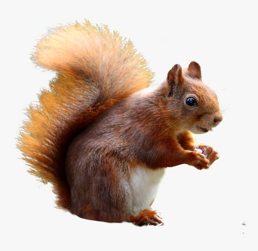 Squirrel Cute Png Image - Cute Squirrel Png, Transparent Png, Free Download