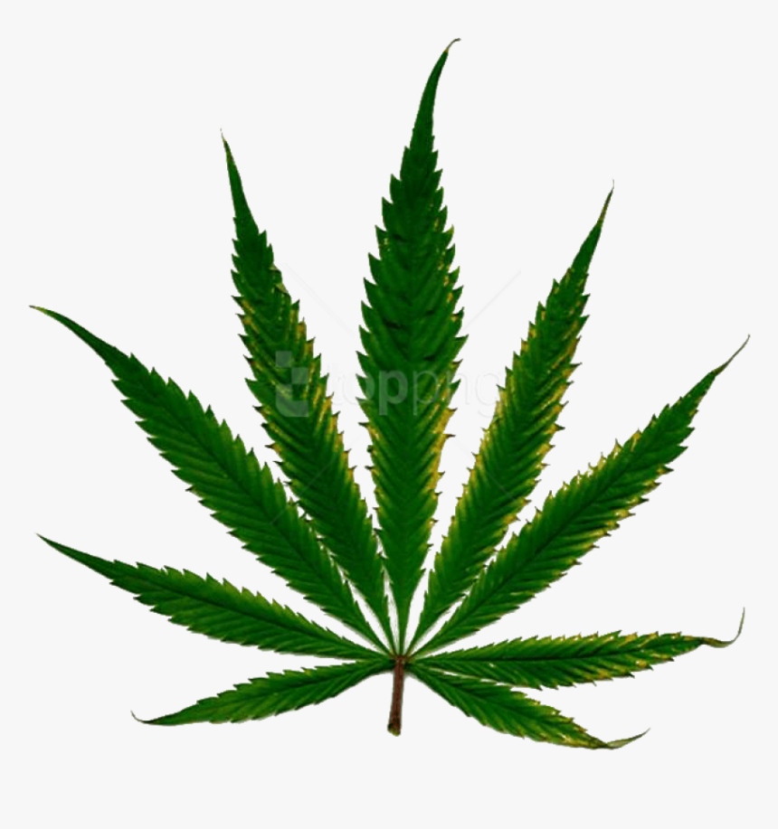 Free Png Download Cannabis Clipart Png Photo Png Images - Weed With White Background, Transparent Png, Free Download