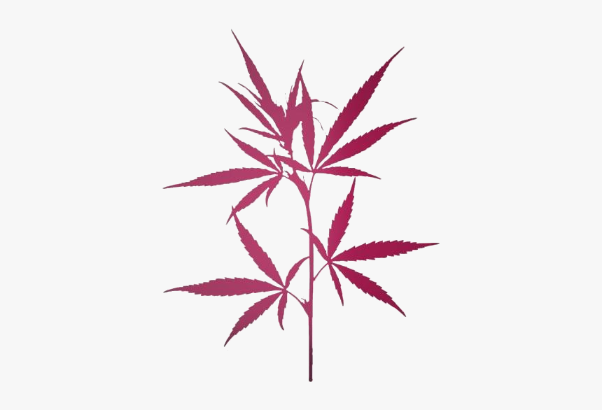 Transparent Weed Leaf Png For Free - Planta De Maconha Png, Png Download, Free Download