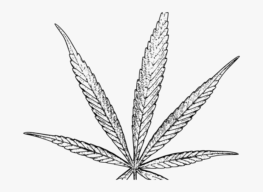 Weed Leaf Drawing Png, Transparent Png, Free Download