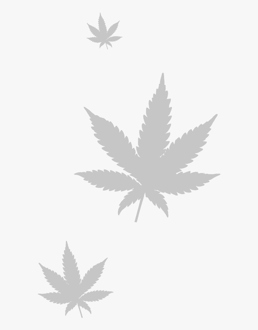 Transparent Real Weed Leaf Png - Marijuana Leaf, Png Download, Free Download
