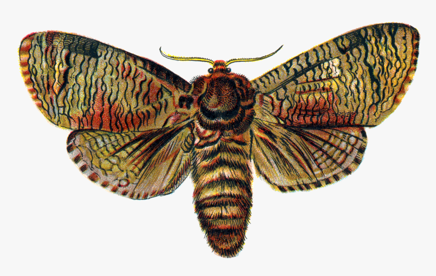 Download Moth Png Transparent Image, Png Download, Free Download