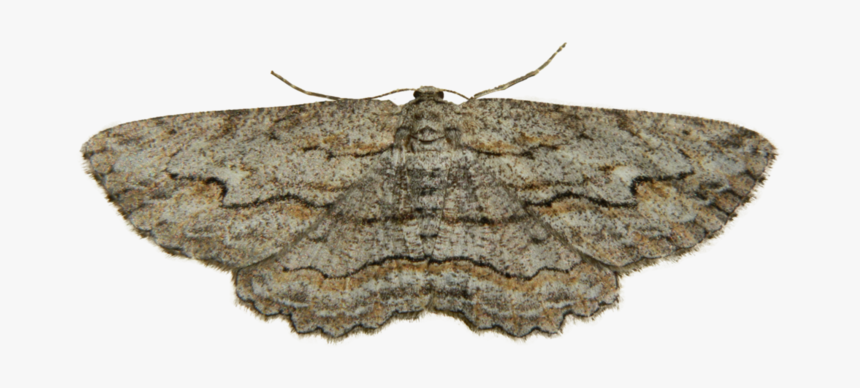 Download Free Png Moth Png Photo - Moth Png, Transparent Png, Free Download