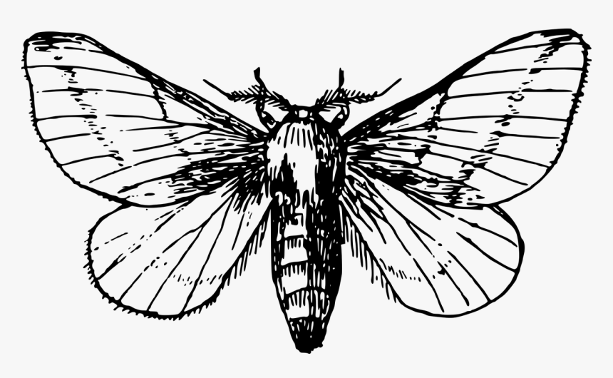 Moth Clipart Black And White, HD Png Download, Free Download