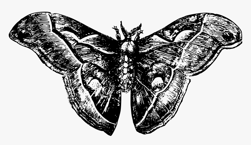 Moth Clipart Black And White - Moth Png Black And White, Transparent Png, Free Download