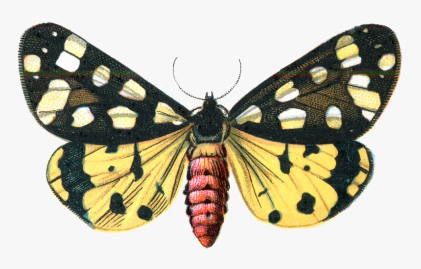 Download Moth Png Image 322 - Back And Yellow Butterfly, Transparent Png, Free Download
