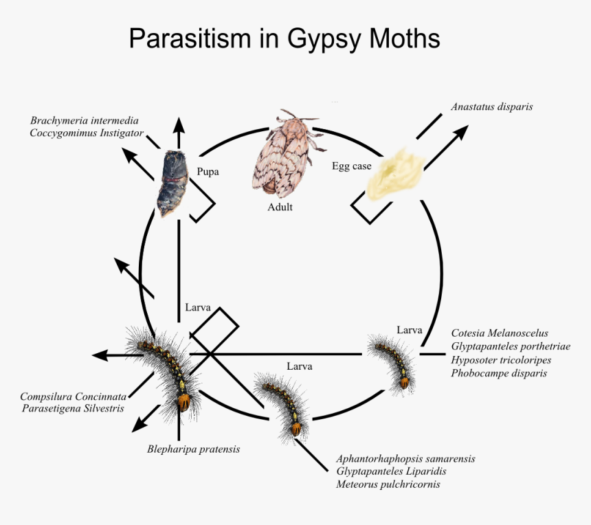 Parasitism In Gypsy Moths - American Dagger Moth Life Cycle, HD Png Download, Free Download