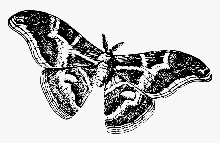 Moths Black And White, HD Png Download, Free Download