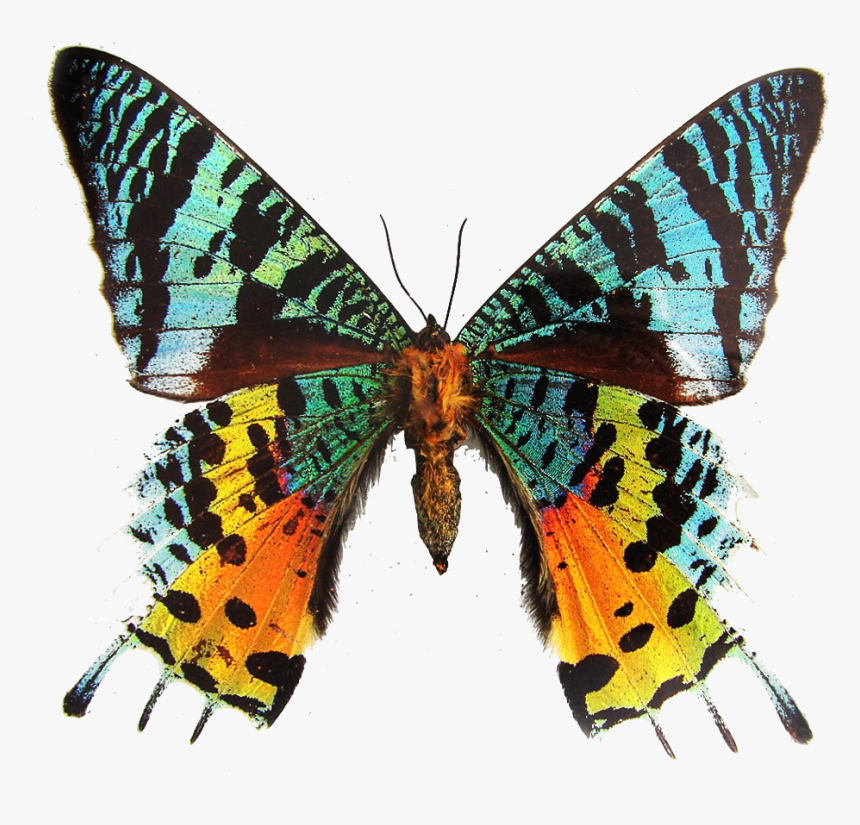 Madagascan Sunset Moth, HD Png Download, Free Download