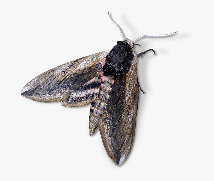 Moth, Night Butterfly, Agrius Convolvuli - Night Butterfly Png, Transparent Png, Free Download