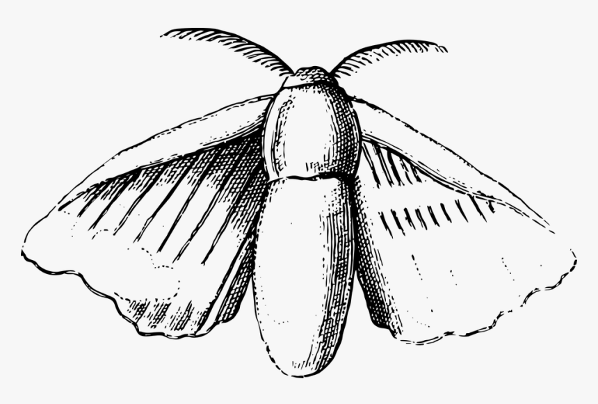 Silk Moth, Moth, Nature, Bug, Insect - Drawing Of A Silkmoth, HD Png Download, Free Download