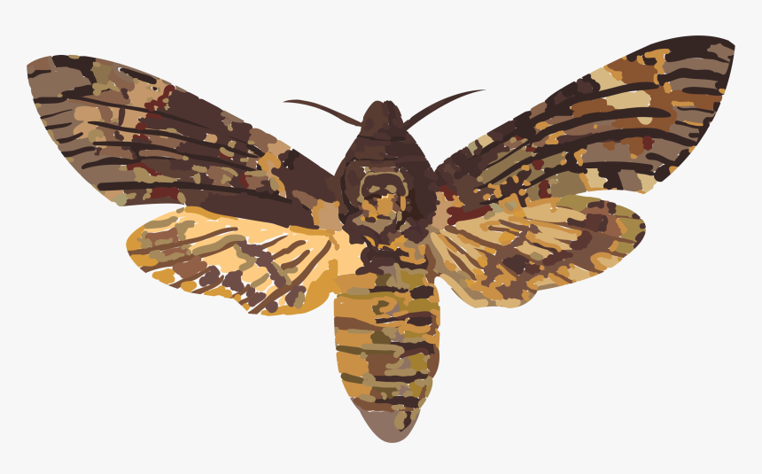 Death Head Hawk Clip Arts - Death Head Moth Transparent, HD Png Download, Free Download
