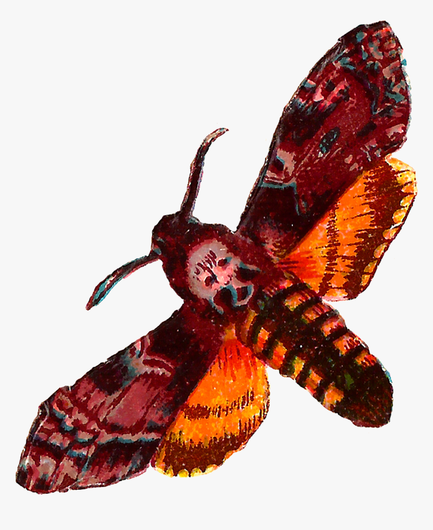 Death Head Moth Png, Transparent Png, Free Download