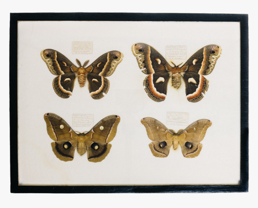 Moth Collection Thumbnail - Moth, HD Png Download, Free Download